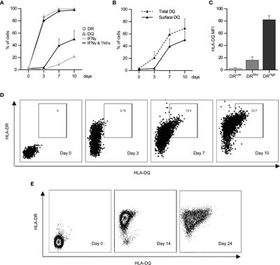 Inflammation Determines the Capacity of Allogenic Endothelial Cells to Regulate Human Treg Expansion